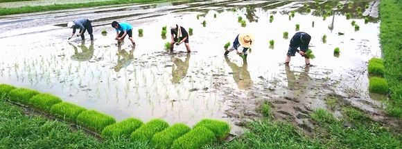 田植え